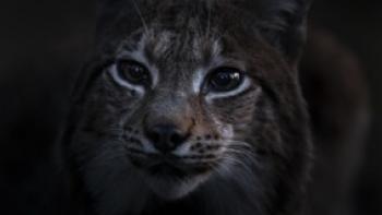 DAS FLÜSTERN DER WÄLDER